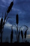 cattails_by_Aicosis[1]