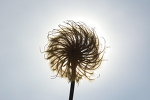 Sunburst_by_Aicosis[1]